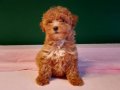 Üretim çiftliğinden ırk ve sağlık garantili toy poodle yavru