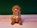 Üretim çiftliğinden ırk ve sağlık garantili toy poodle yavru