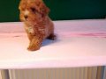 Üretim çiftliğinden ırk ve sağlık garantili toy poodle yavru