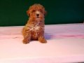 Üretim çiftliğinden ırk ve sağlık garantili toy poodle yavru