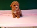 Üretim çiftliğinden ırk ve sağlık garantili toy poodle yavru