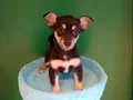 Avuç İçine Sığan Miniatür Pinscher: Sosyal Ortamların Yeni Yıldızı