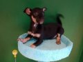 Avuç İçine Sığan Miniatür Pinscher: Sosyal Ortamların Yeni Yıldızı
