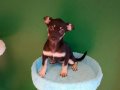 Avuç İçine Sığan Miniatür Pinscher: Sosyal Ortamların Yeni Yıldızı