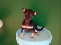 Avuç İçine Sığan Miniatür Pinscher: Sosyal Ortamların Yeni Yıldızı