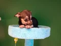 Avuç İçine Sığan Miniatür Pinscher: Sosyal Ortamların Yeni Yıldızı