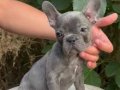 Üretim çiftliğinden A kalite blue french bulldog yavrularımı