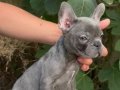 Üretim çiftliğinden A kalite blue french bulldog yavrularımı