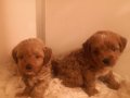 Ev üretimi A kalite maltipoo yavrularımız 