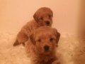 Ev üretimi A kalite maltipoo yavrularımız 