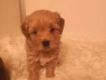 Ev üretimi A kalite maltipoo yavrularımız 