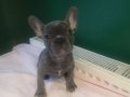 Anatomi harikası blue french bulldog yavrularımız 