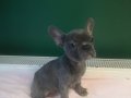 Anatomi harikası blue french bulldog yavrularımız 