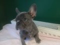 Anatomi harikası blue french bulldog yavrularımız 
