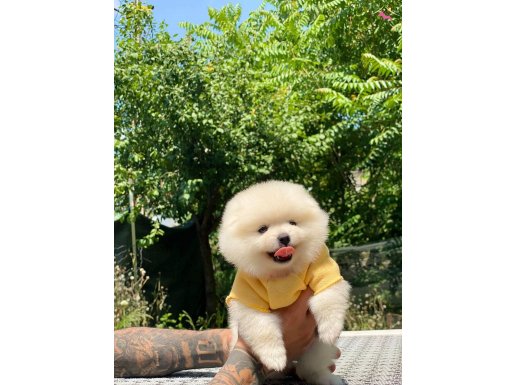 Pomeranian Boo