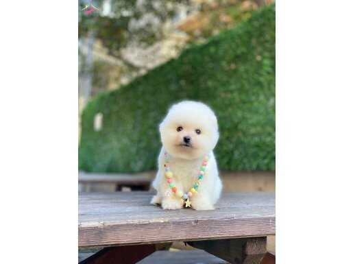 Pomeranian Boo Yavrular