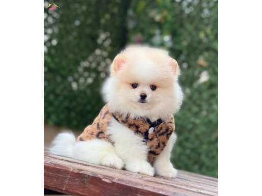 Sevimli Pomeranian Boo Yavrular
