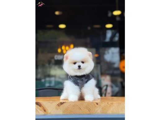 Sevimli Pomeranian Boo Yavrular 
