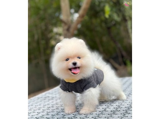 Pomeranian Boo Yavrular 