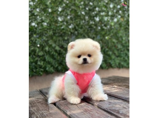 Sevimli Pomeranian Boo 