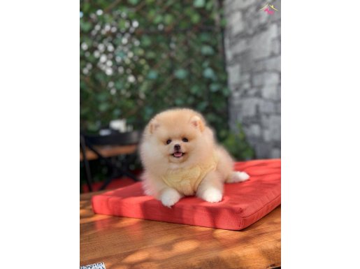 Pomeranian Boo 