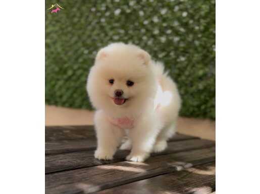 Ayı sürat pomeranian boo