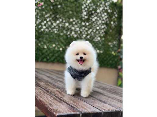 Ayı surat Pomeranian Boo 