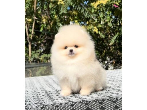 Ayıcık Surat Pomeranian Boo