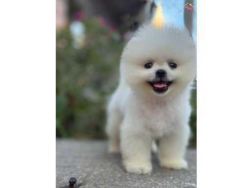 Boo surat pomeranian 