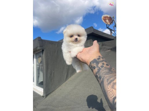 Ayı surat Pomeranian Boo 