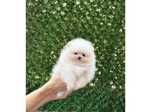 Premium Pomeranian Boo Yavrular