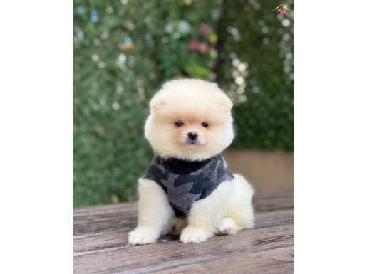 Boo surat Pomeranian yavrular