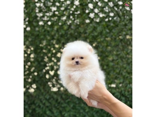 Üst kalite Pomeranian Boo Yavrular 