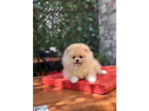 Ayı surat Pomeranian Boo 