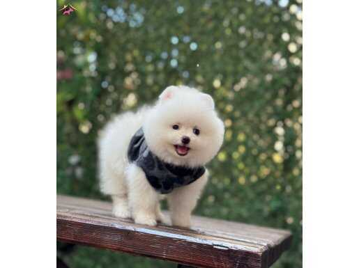 Sevimli Boo surat Pomeranian yavrular 