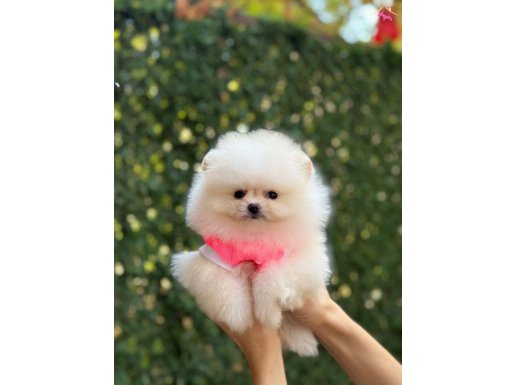 Boo surat Pomeranian yavrular 