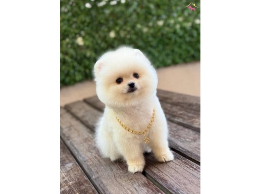 Ayıcık Suratlı Boo