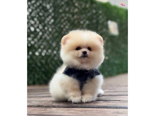 Boo Surat Pomeranian