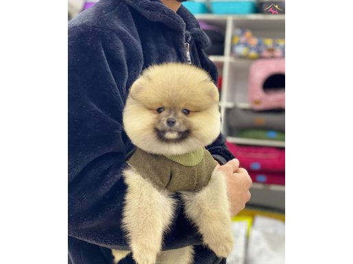 Ayıcık surat pomeranian boo