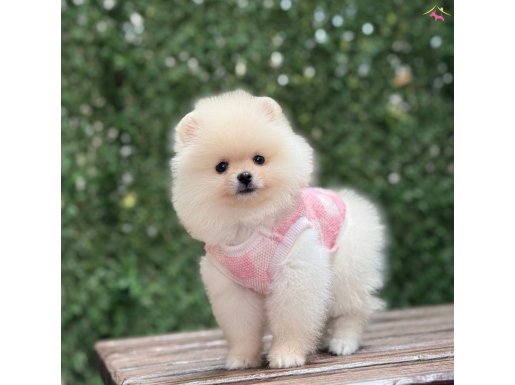Ayı surat pomeranian boo yavrular 