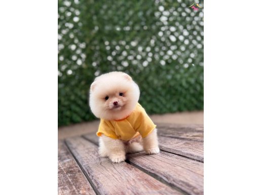 Sevimli Pomeranian Boo 