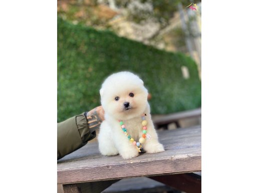 Sevimli Pomeranian Boo Yavrular