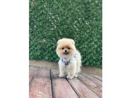 A Kalite Pomeranian Boo