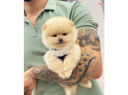 Sevimli Pomeranian Boo