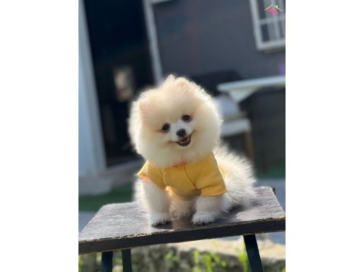 A Kalite Pomeranian Boo