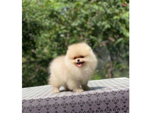 A Kalite Pomeranian Boo Yavrular