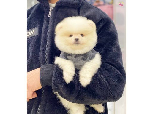 Ayıcık Surat Pomeranian Boo