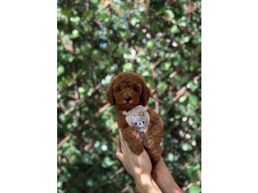Red Brown Toy Poodle Yavrular