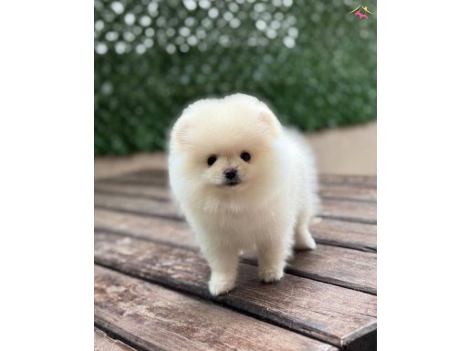 Sevimli Pomeranian Boo Yavrular 