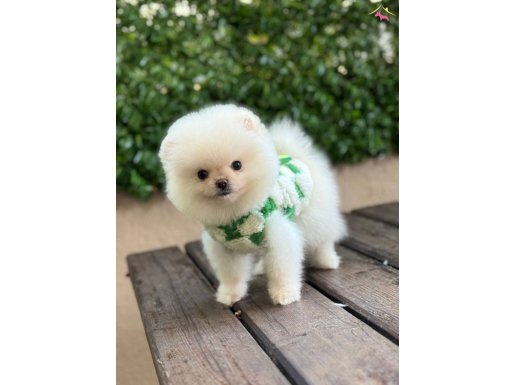 Ayıcık surat Pomeranian yavrular 